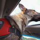 Illustration for article titled Mercedes Dealer Denied Veteran A Loaner Vehicle Because Of Service Dog